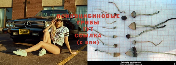 a pvp Пересвет